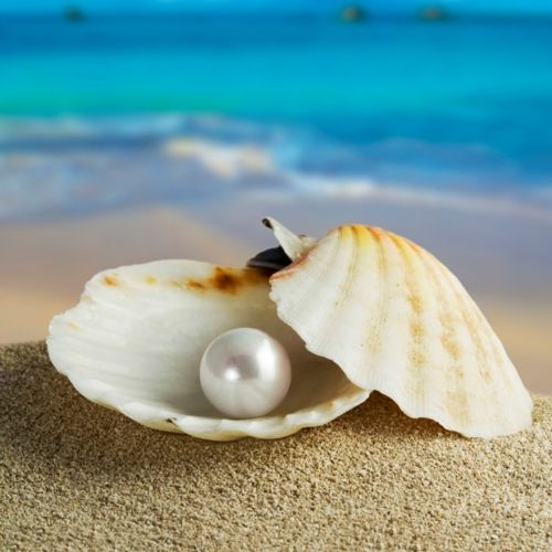 Pearl in A Shell