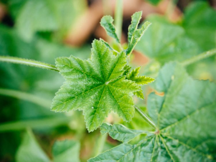 Mallow plant leaves